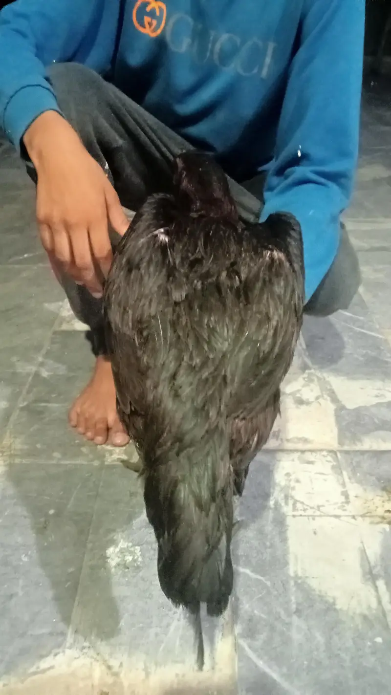 hens urgent for sale what's up no : 03057740975 — photo 5