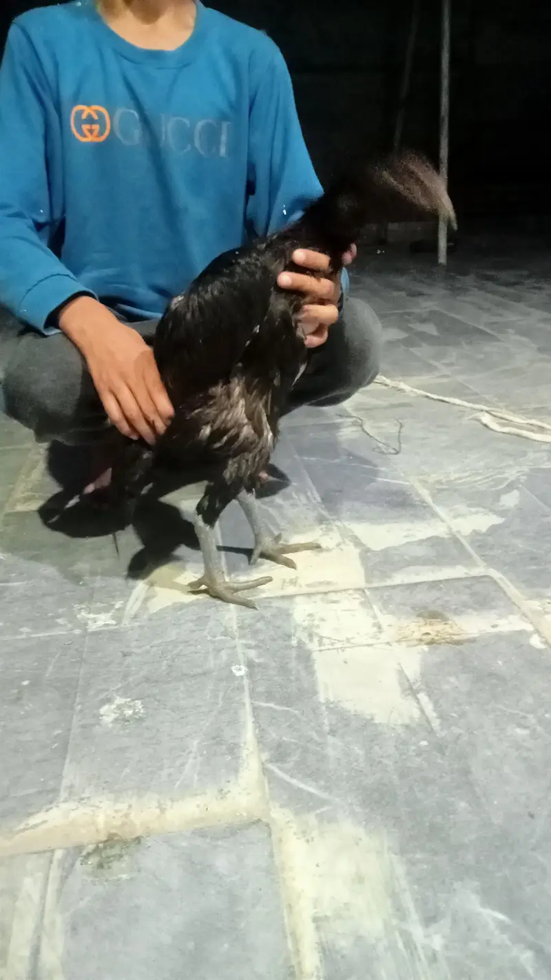hens urgent for sale what's up no : 03057740975 — photo 6