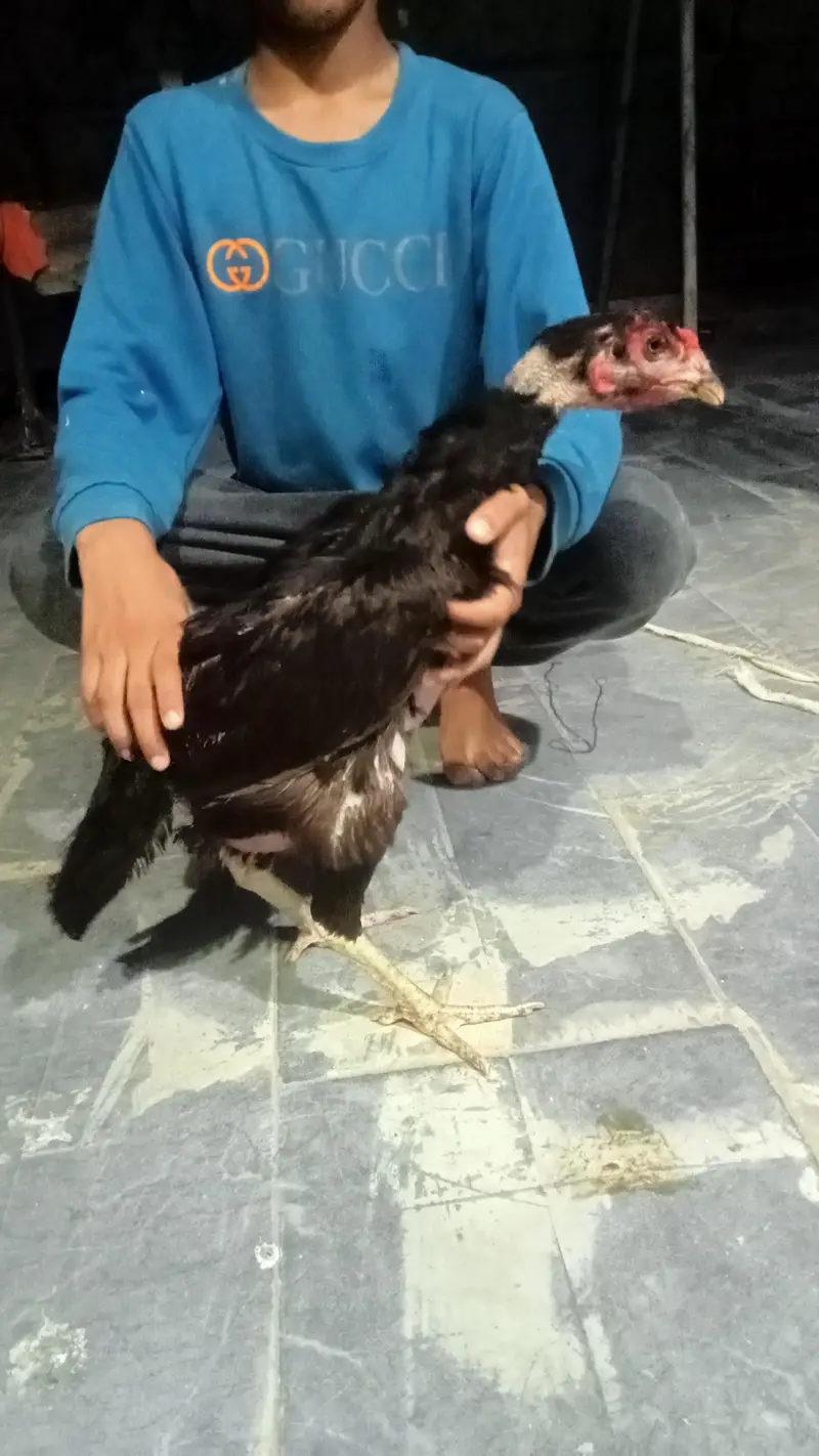 hens urgent for sale what's up no : 03057740975 — photo 7