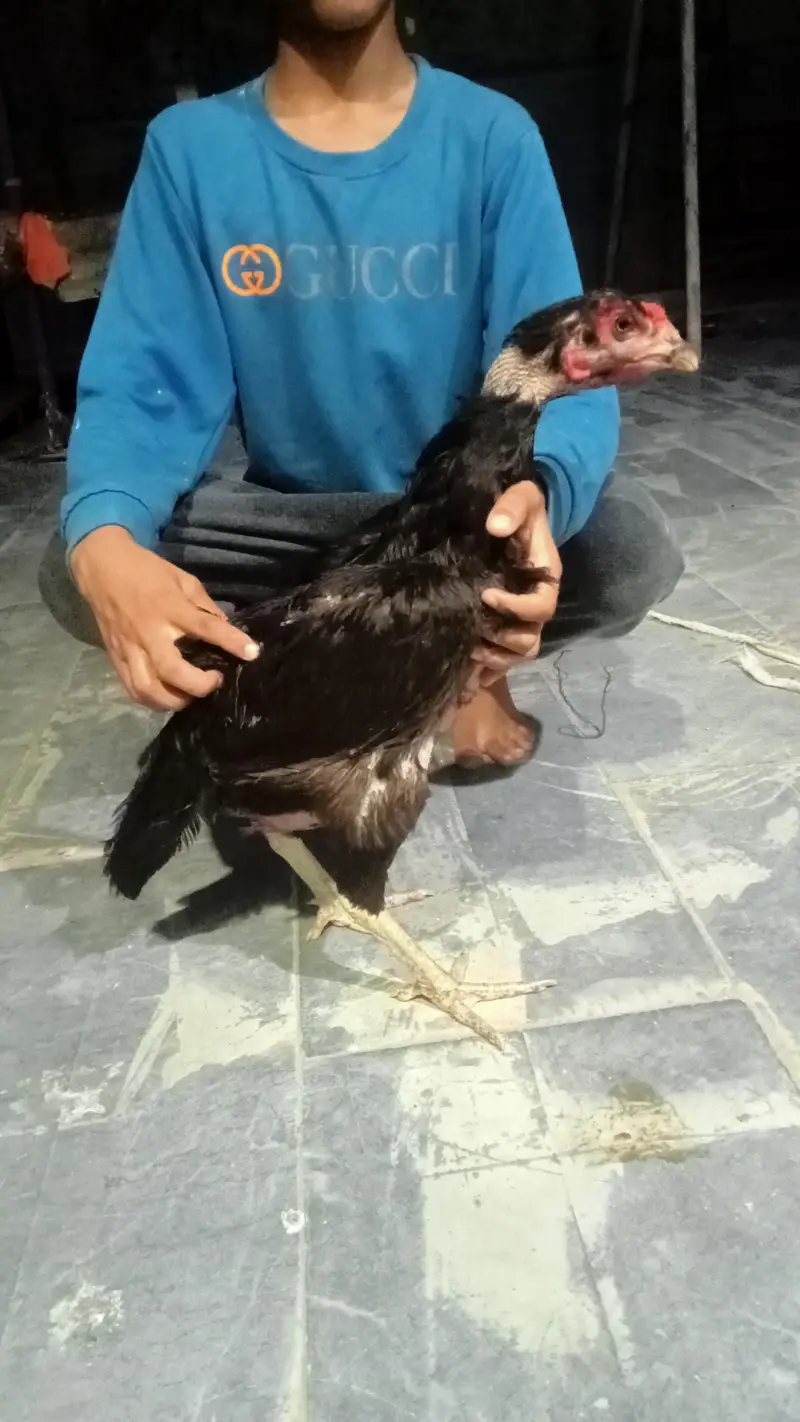 hens urgent for sale what's up no : 03057740975 — photo 8