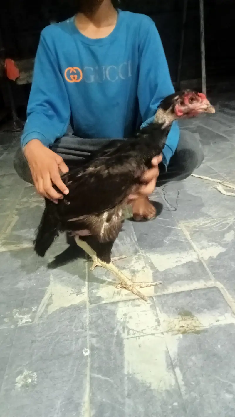 hens urgent for sale what's up no : 03057740975 — photo 9