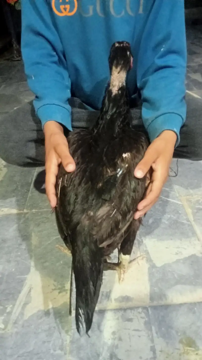 hens urgent for sale what's up no : 03057740975 — photo 10