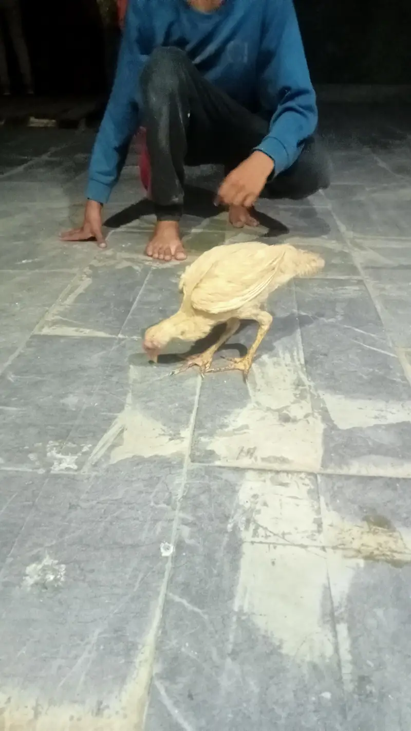 hens urgent for sale what's up no : 03057740975 — photo 11