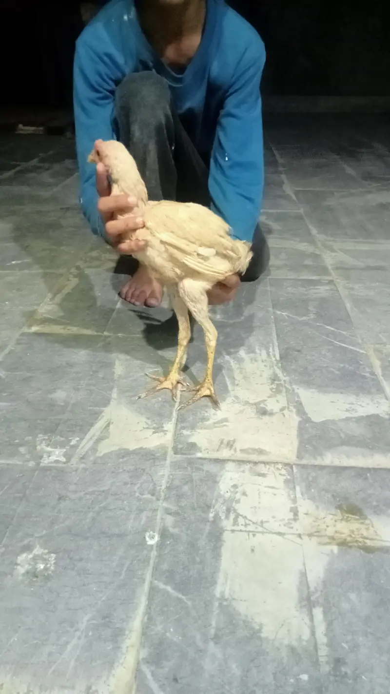 hens urgent for sale what's up no : 03057740975 — photo 12