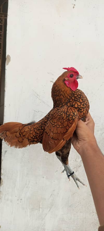 for sale golden sebright male dasi female 2 chicks
