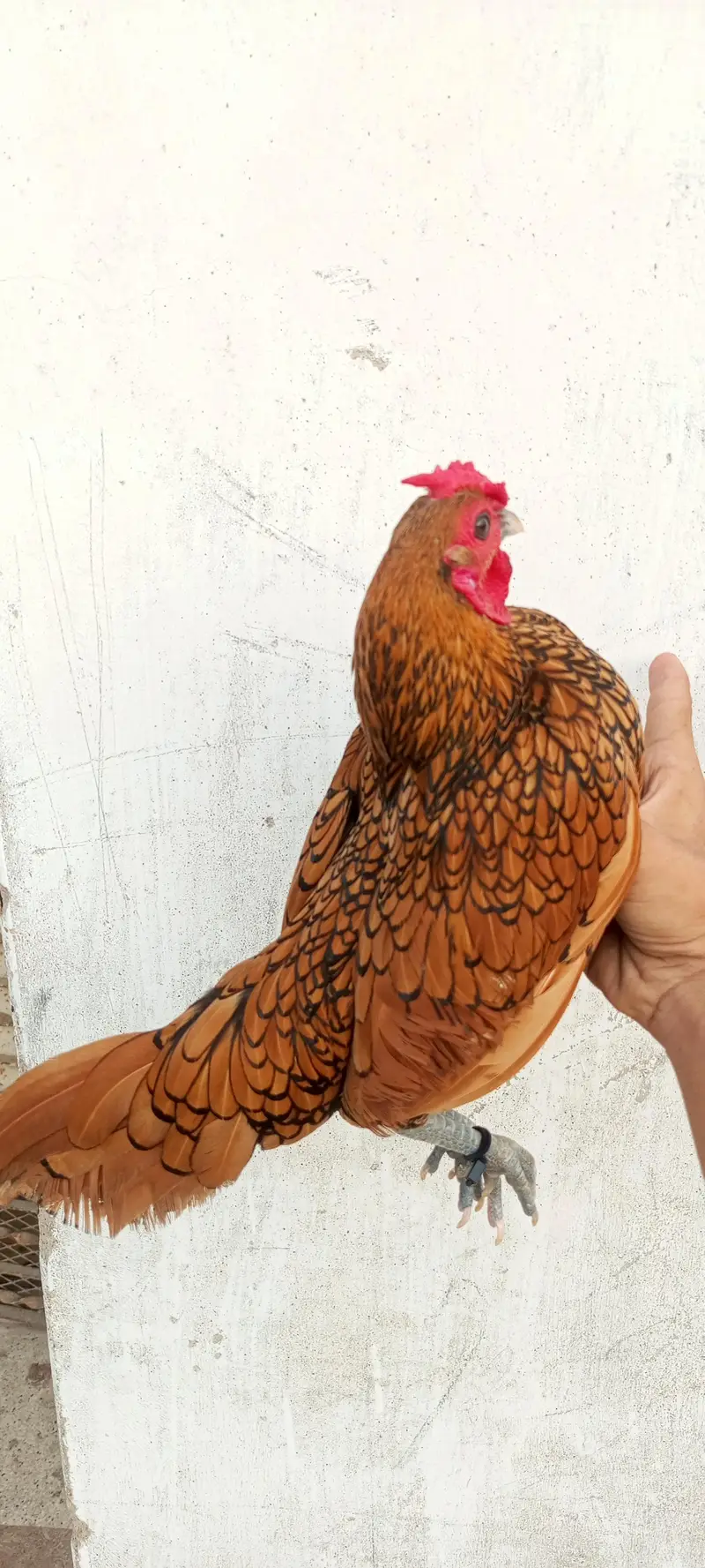 for sale golden sebright male dasi female 2 chicks — photo 2
