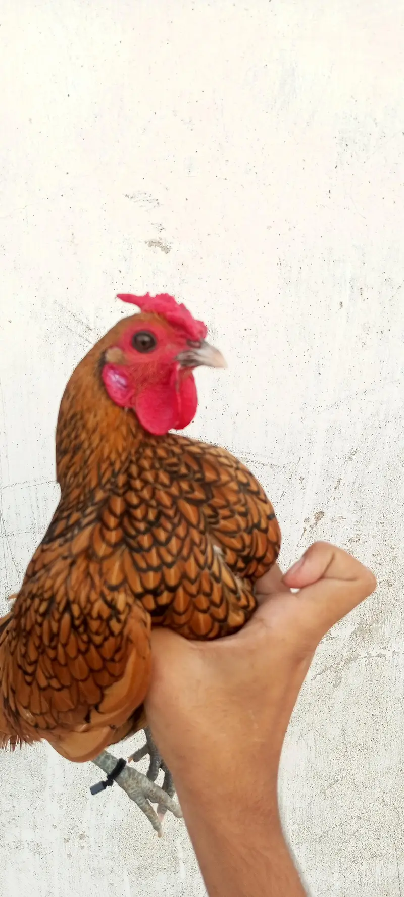 for sale golden sebright male dasi female 2 chicks — photo 3