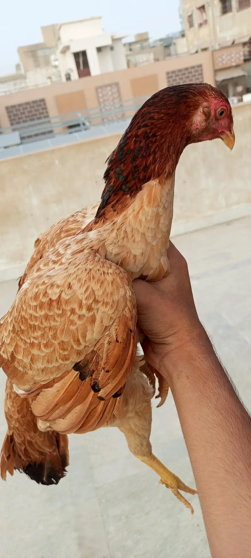 for sale golden sebright male dasi female 2 chicks — photo 4