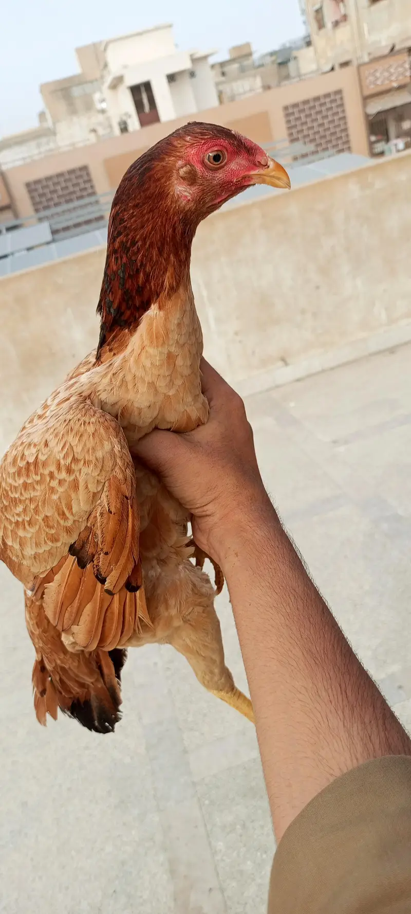 for sale golden sebright male dasi female 2 chicks — photo 5