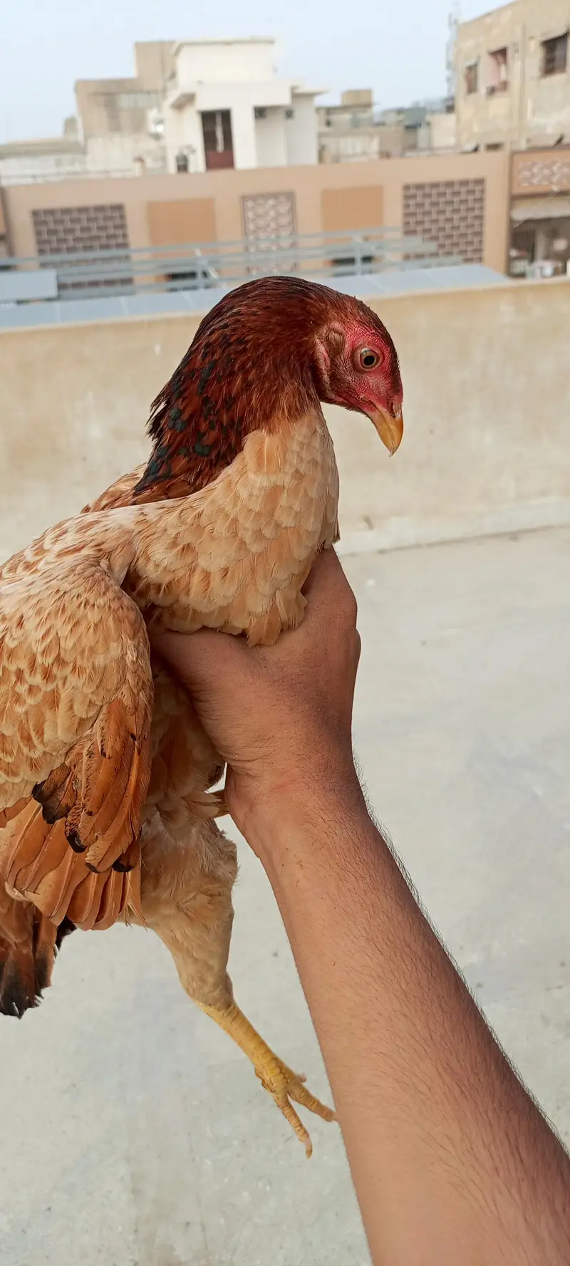 for sale golden sebright male dasi female 2 chicks — photo 6