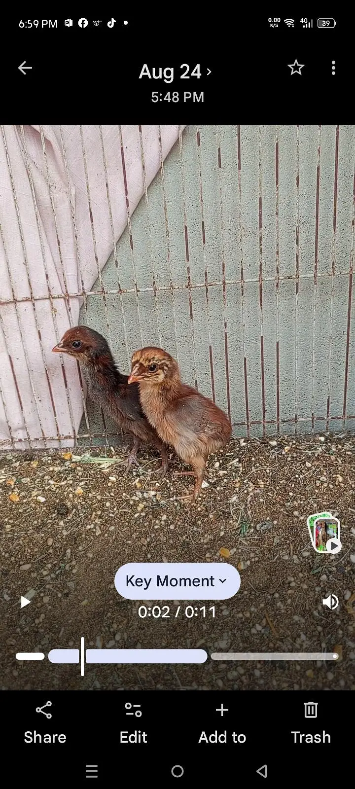 for sale golden sebright male dasi female 2 chicks — photo 7