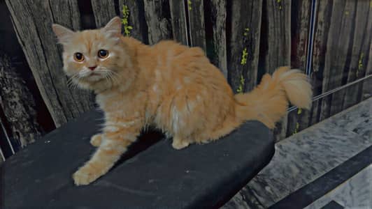 Persian cat soo beautiful jis na lani ho message kar da
