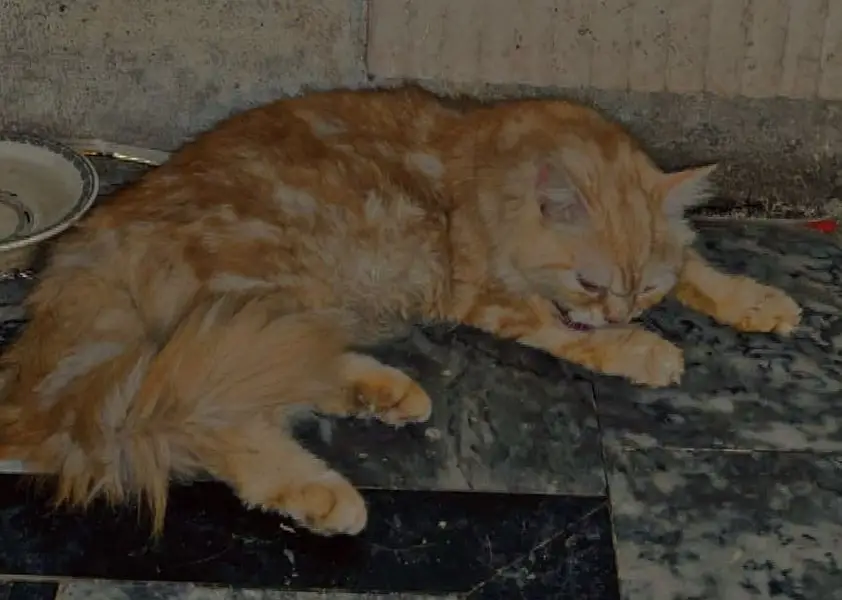 Persian cat soo beautiful jis na lani ho message kar da — photo 2