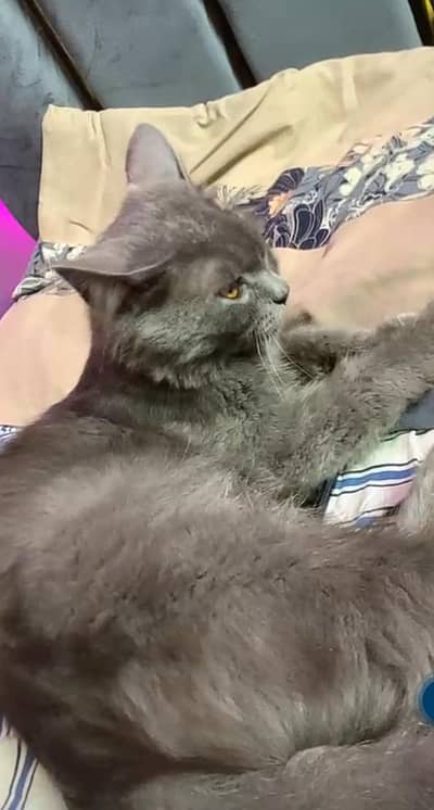 Persian cat Grey clour and golden and brown eyes