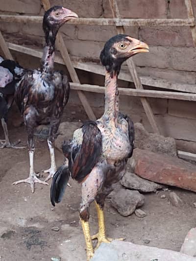 Miawali cross breed available