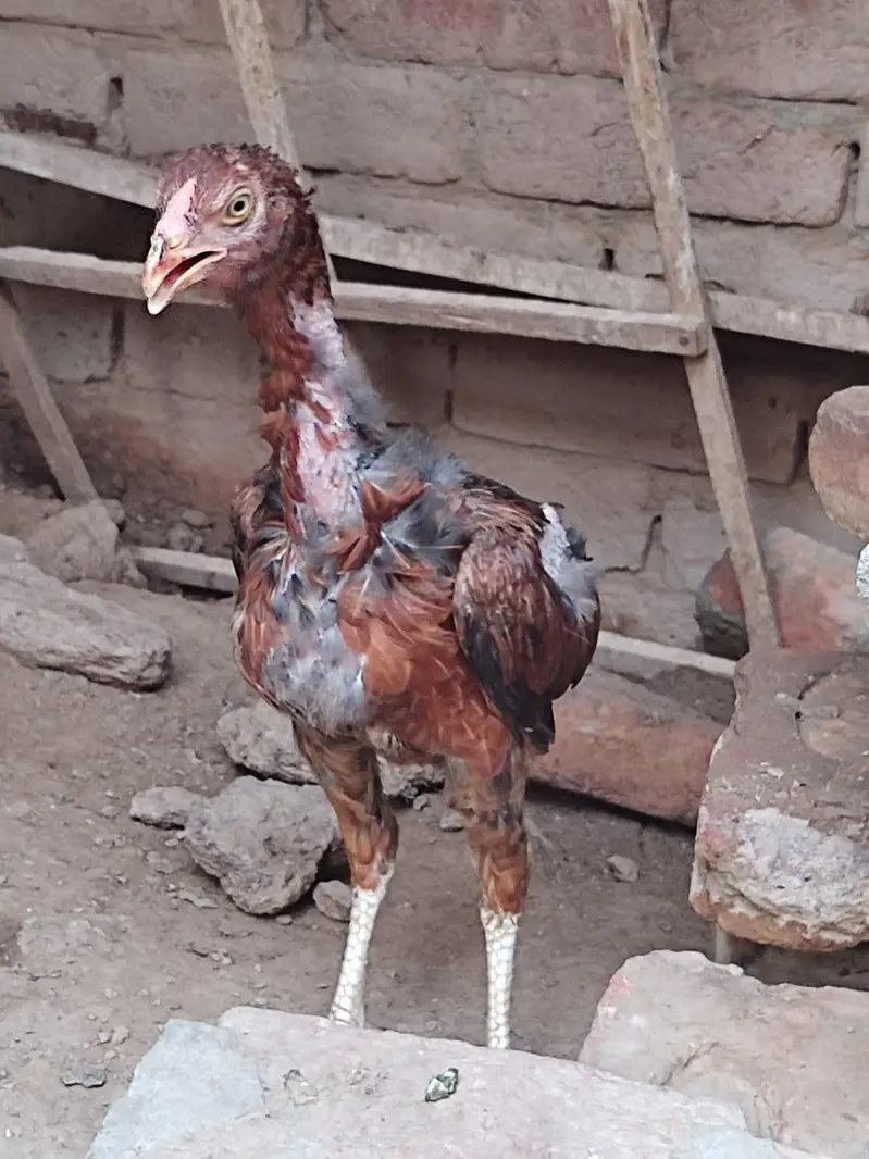 Miawali cross breed available — photo 3
