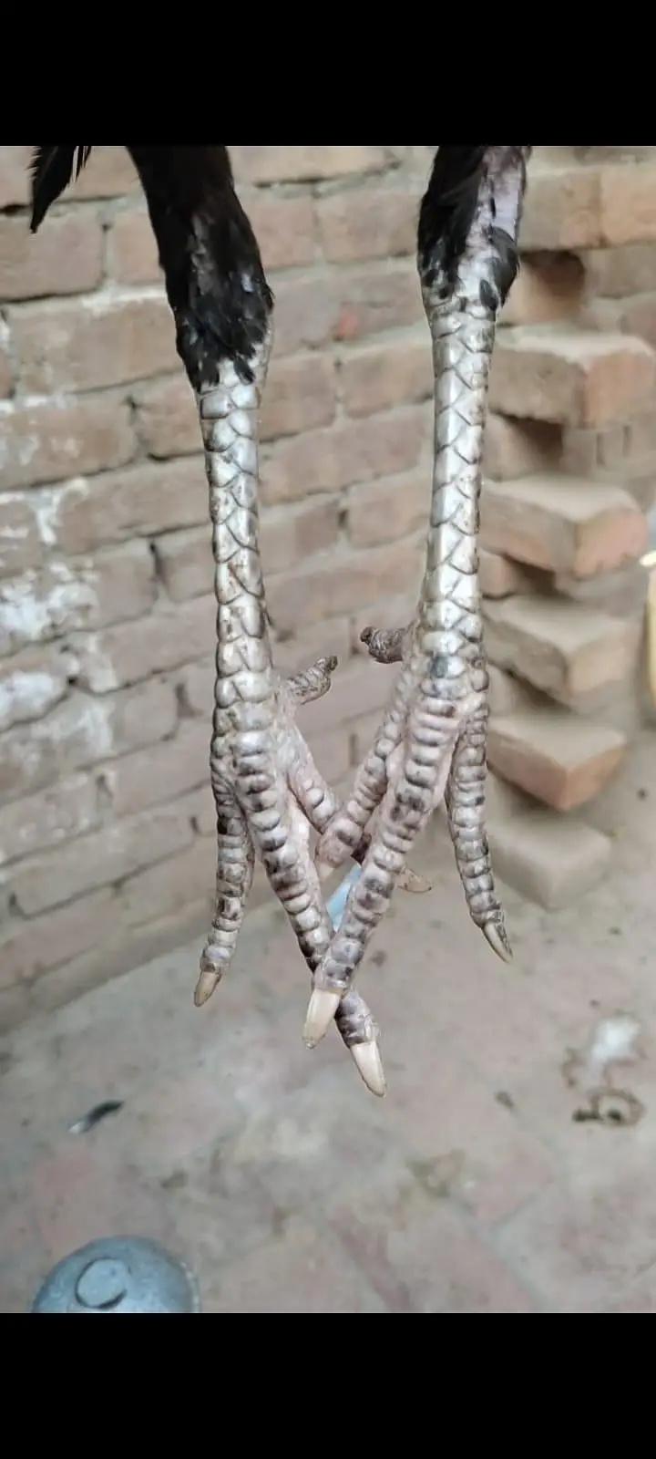 Miawali cross breed available — photo 10