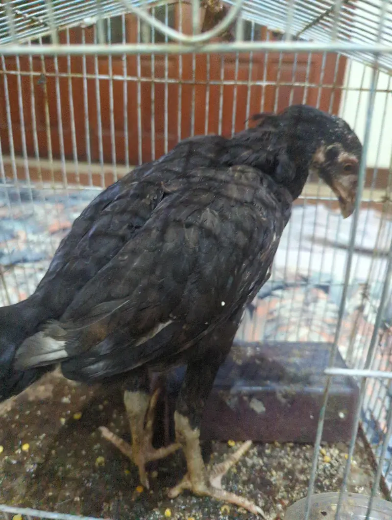 beautiful hen — photo 2