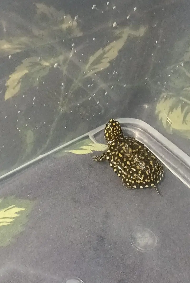 Turtles healthy and active 03268301979 — photo 2
