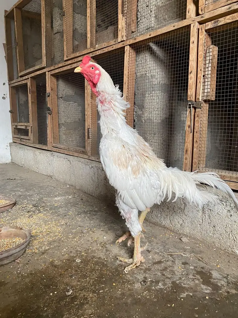 High Quality Heera male — photo 2