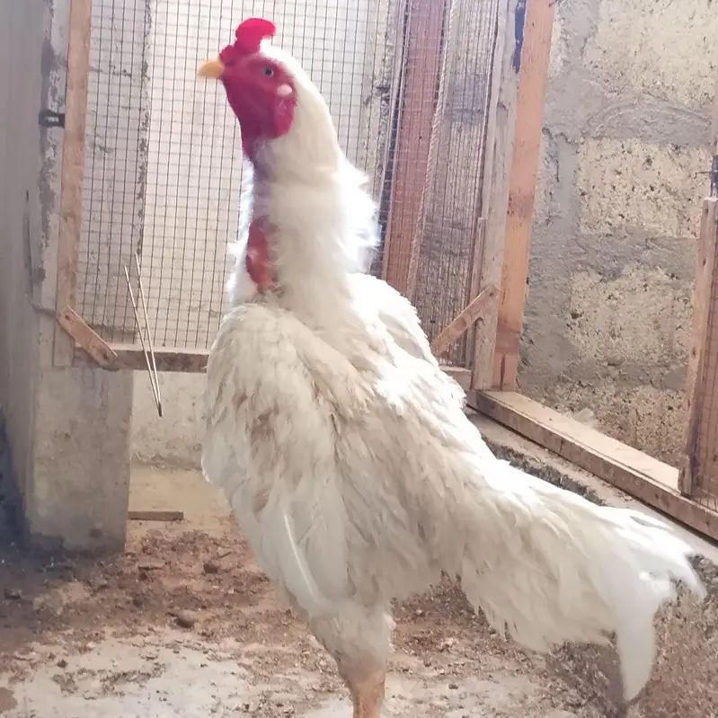 High Quality Heera male — photo 3