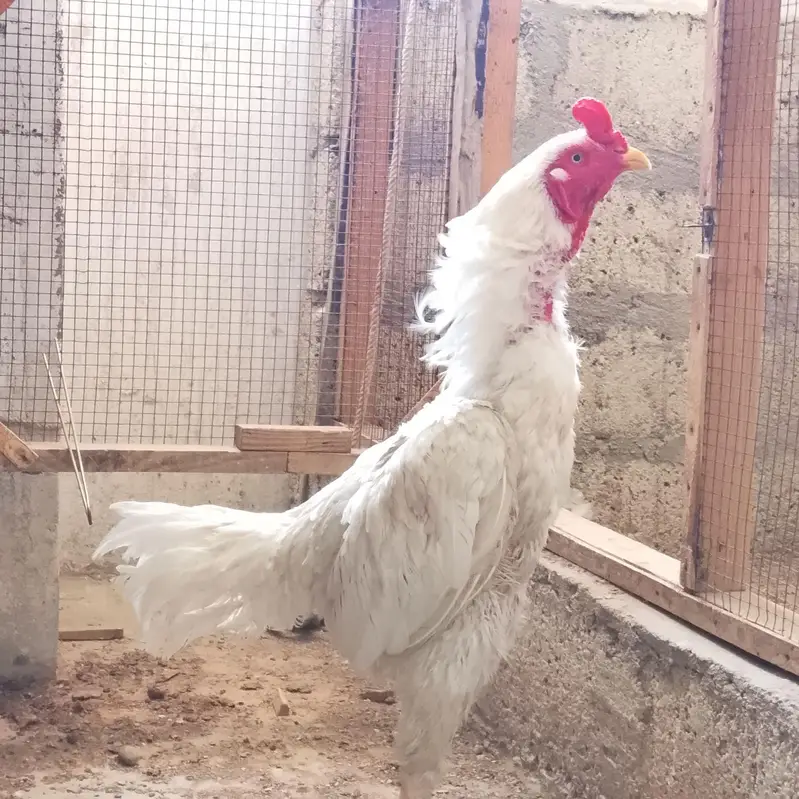 High Quality Heera male — photo 4