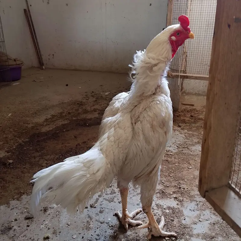 High Quality Heera male — photo 5
