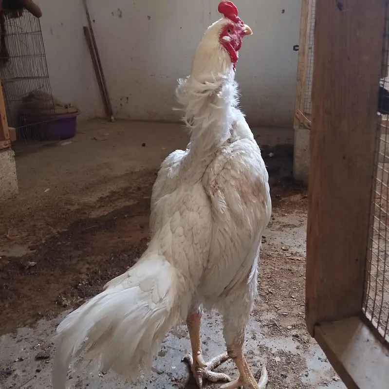 High Quality Heera male — photo 6