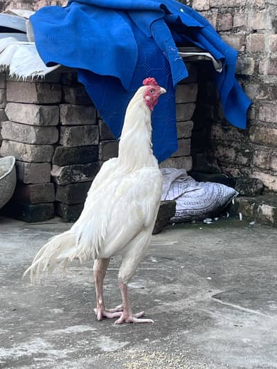 White boska patha for sale