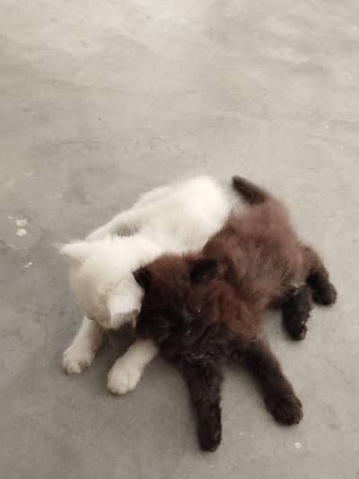 parsion cat