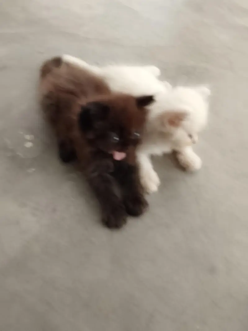 parsion cat — photo 2