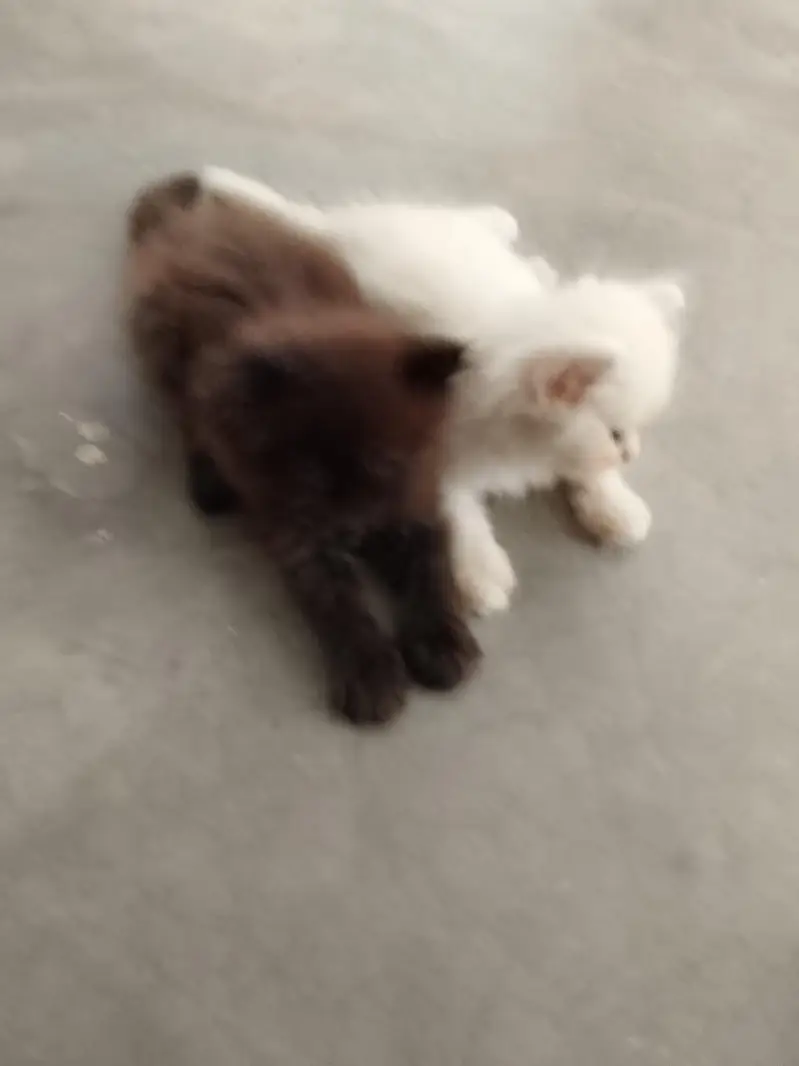 parsion cat — photo 3