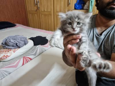 Pair of Fluffy Grey & Tabby Persian Mix Kittens