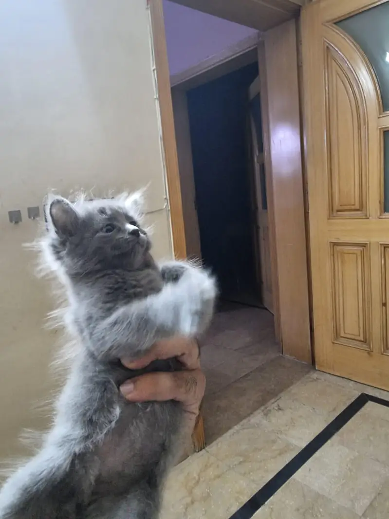 Pair of Fluffy Grey & Tabby Persian Mix Kittens — photo 2