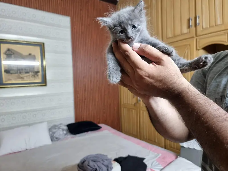 Pair of Fluffy Grey & Tabby Persian Mix Kittens — photo 3