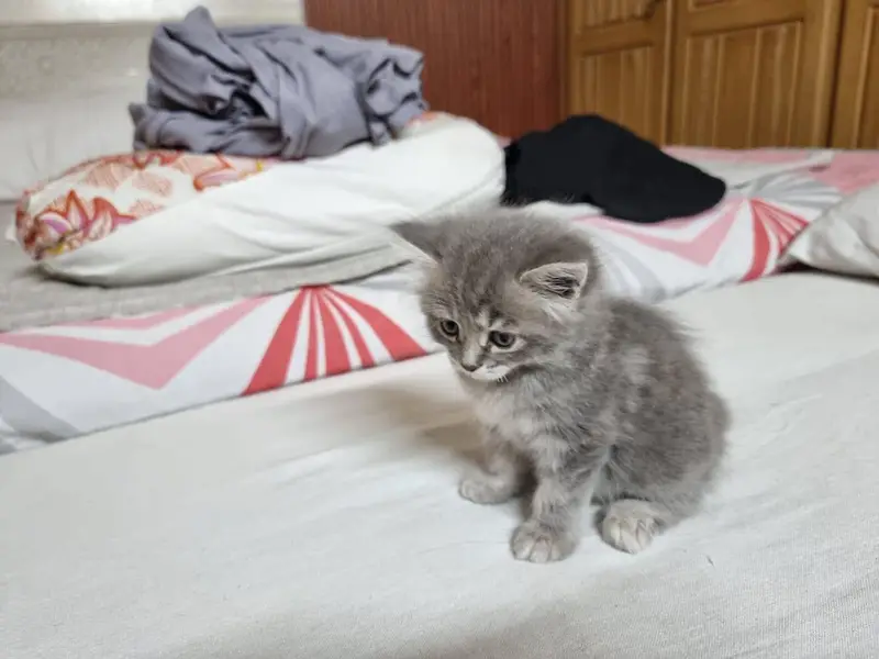 Pair of Fluffy Grey & Tabby Persian Mix Kittens — photo 4