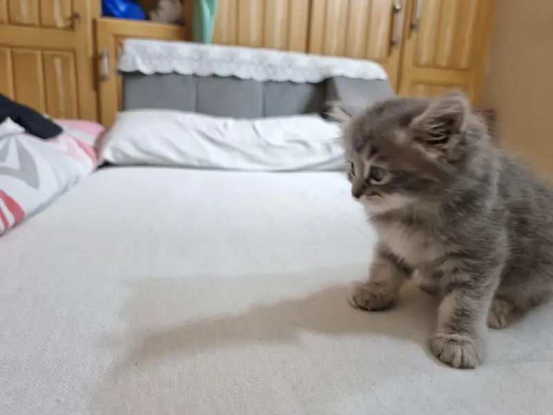 Pair of Fluffy Grey & Tabby Persian Mix Kittens — photo 5