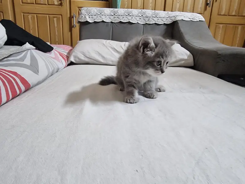 Pair of Fluffy Grey & Tabby Persian Mix Kittens — photo 6