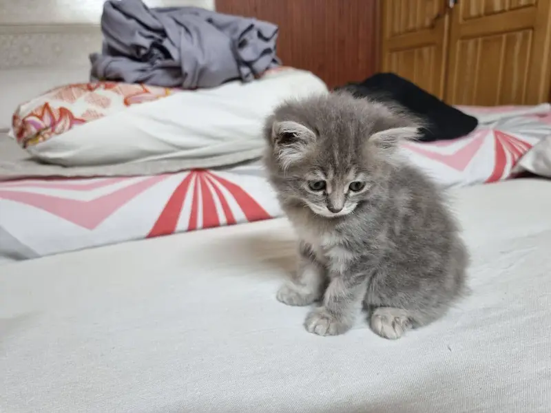 Pair of Fluffy Grey & Tabby Persian Mix Kittens — photo 7