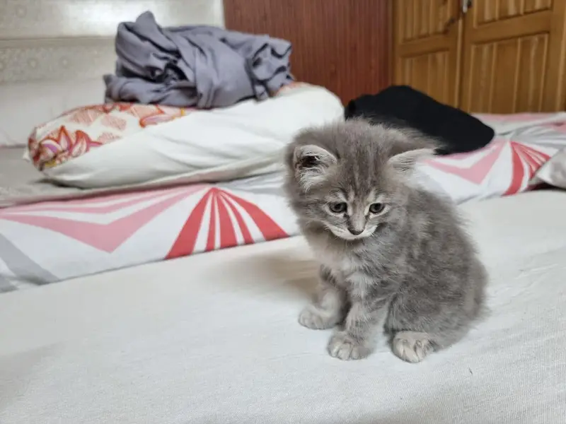 Pair of Fluffy Grey & Tabby Persian Mix Kittens — photo 8