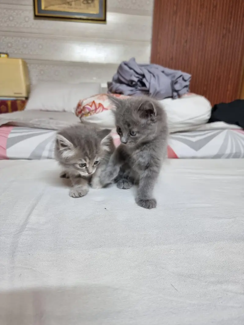 Pair of Fluffy Grey & Tabby Persian Mix Kittens — photo 9
