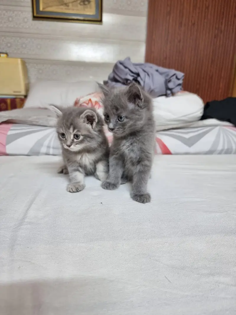 Pair of Fluffy Grey & Tabby Persian Mix Kittens — photo 10
