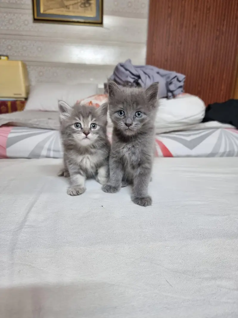 Pair of Fluffy Grey & Tabby Persian Mix Kittens — photo 11