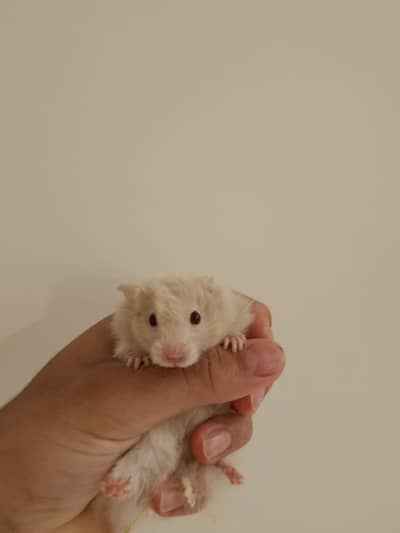 hamsters breeder pair availble 2nd time breed