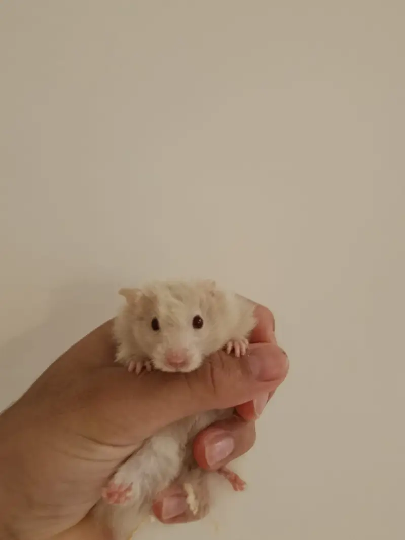 hamsters breeder pair availble 2nd time breed