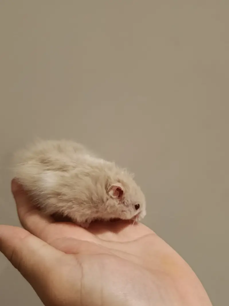 hamsters breeder pair availble 2nd time breed — photo 2