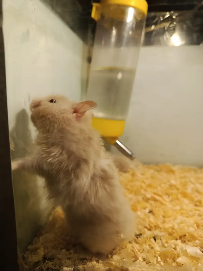 hamsters breeder pair availble 2nd time breed — photo 3