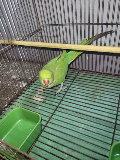 Green Ringneck