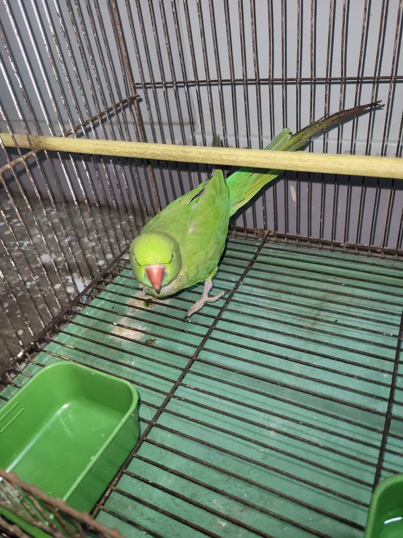 Green Ringneck 0