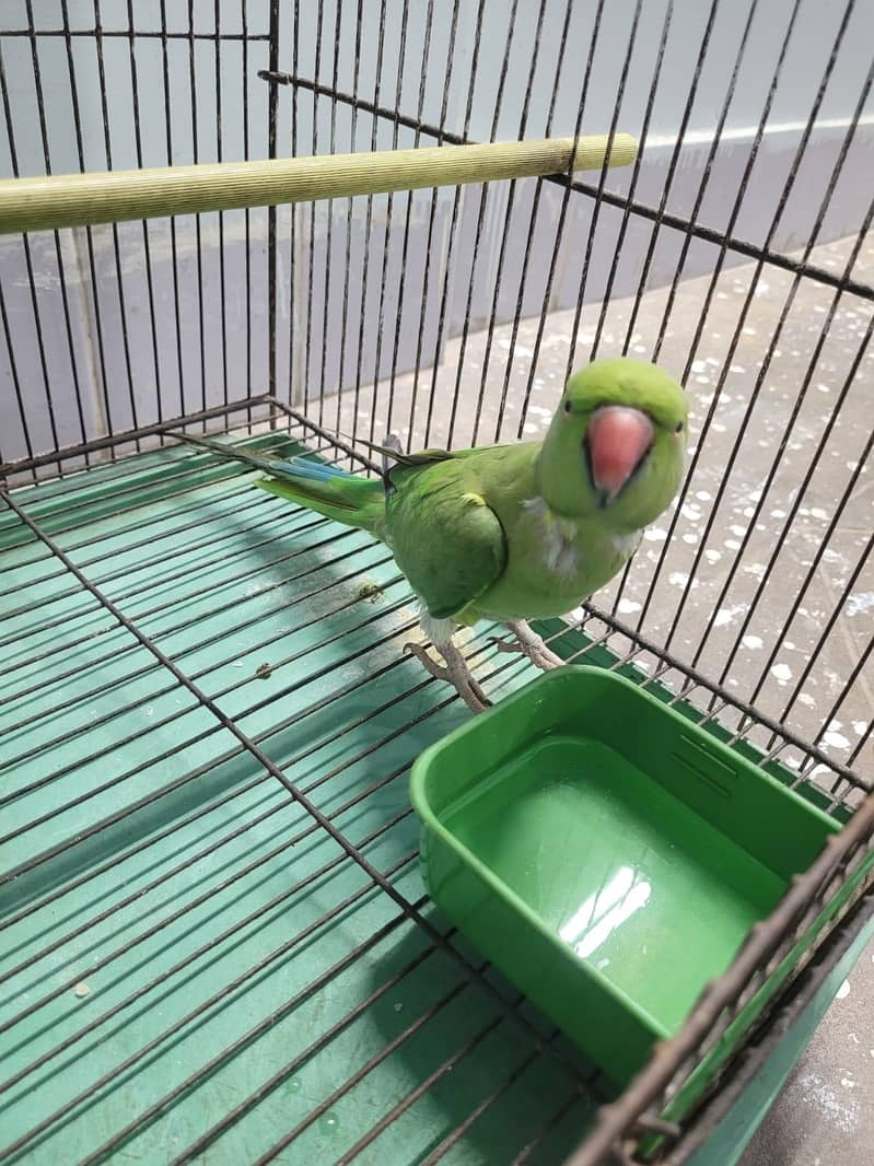 Green Ringneck 1